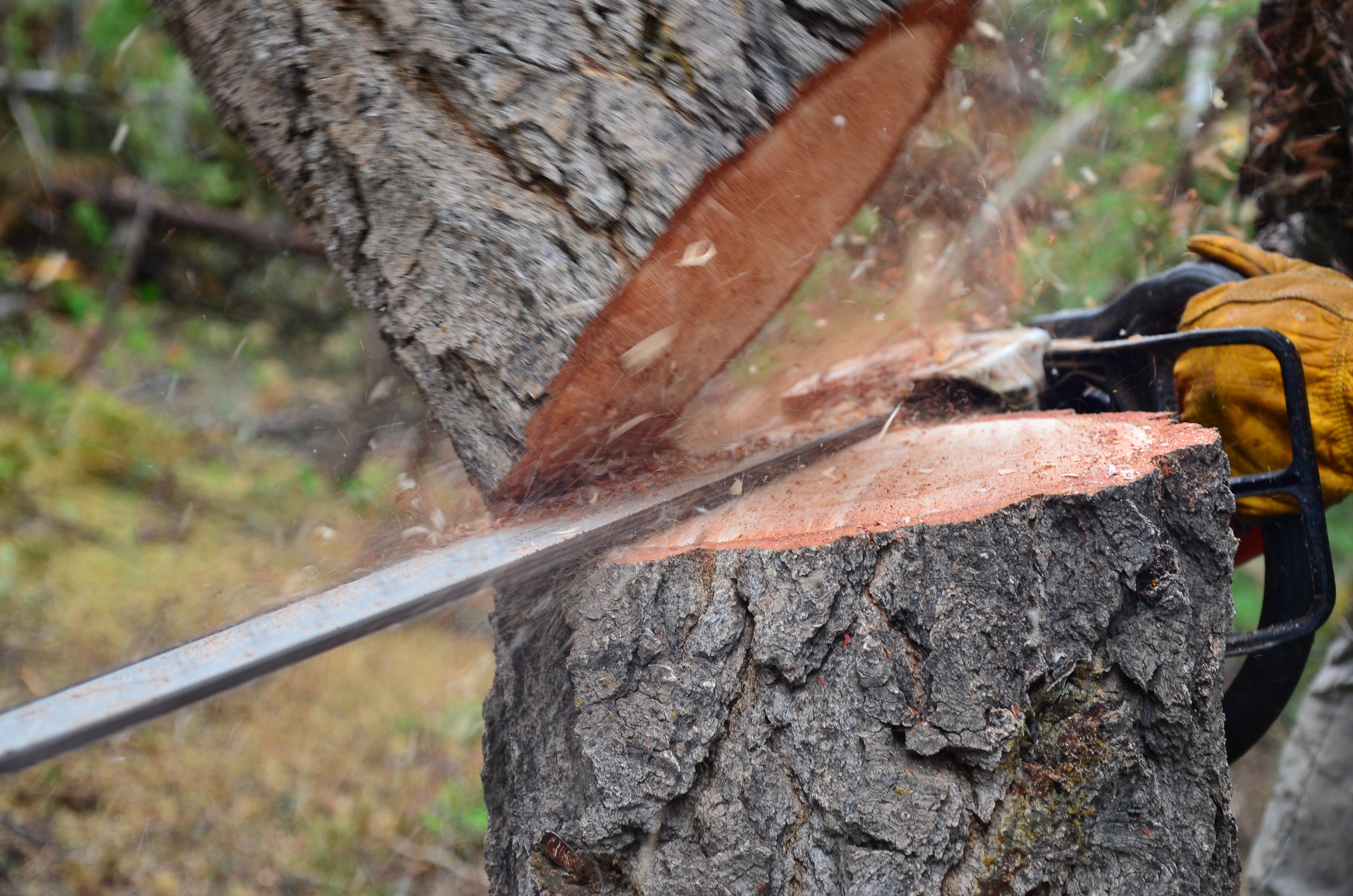 Small Tree Removal